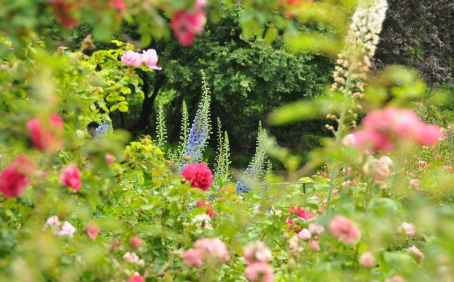Jardinage Angers - un jardin fleurit en 2024