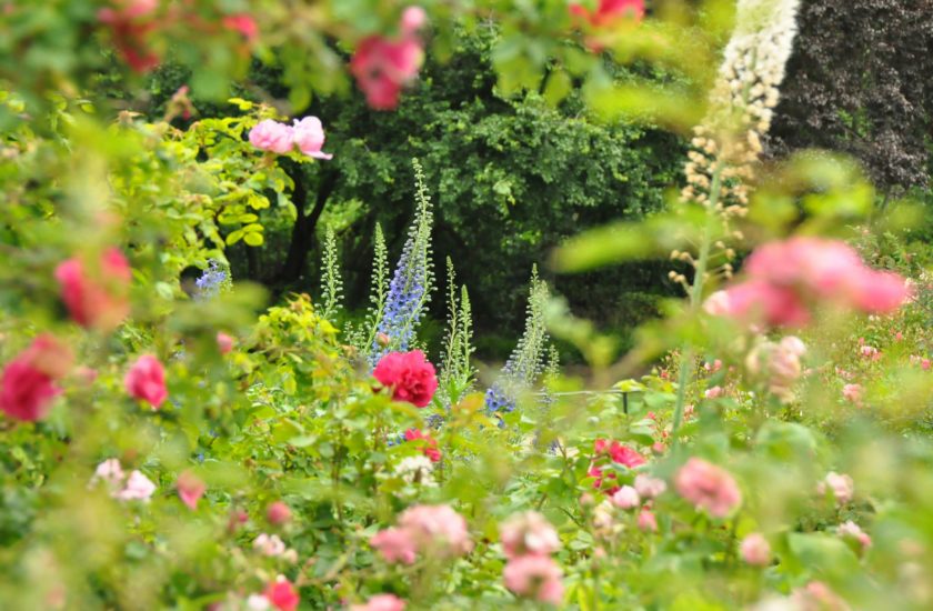 Jardinage Angers - un jardin fleurit en 2024